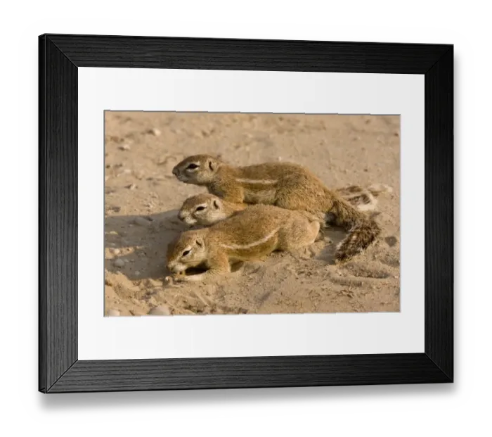 Framed Print : Cape Ground Squirrel (Xerus inauris) three adults, resting on sand, Kalahari Desert, Kalahari Gemsbok N. P Framed Print : Cape Ground Squirrel (Xerus inauris) three adults, resting on sand, Kalahari Desert, Kalahari Gemsbok N. P