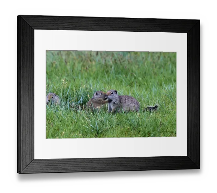 Framed Print : Uinta Ground Squirrel (Spermophilus armatus) Adult with young, Yellowstone Nat. Park, USA Framed Print : Uinta Ground Squirrel (Spermophilus armatus) Adult with young, Yellowstone Nat. Park, USA