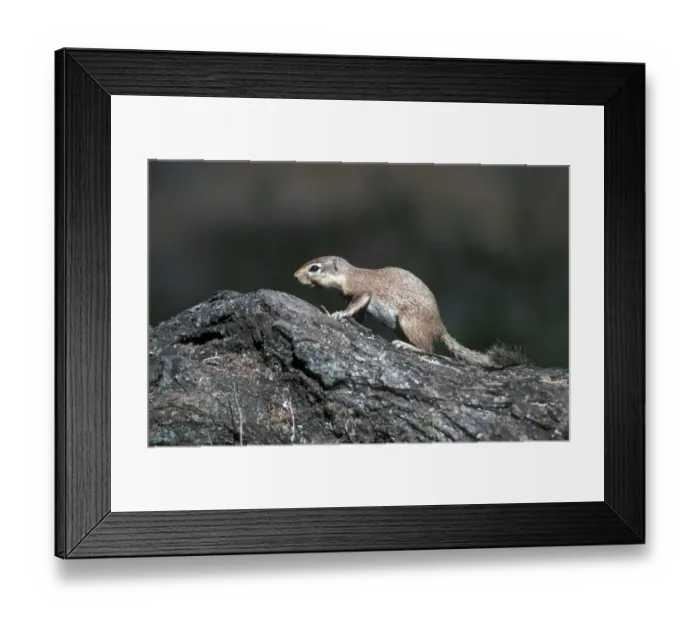 Framed Print : Squirrel - Ground Unstriped (Xerus rutilus) Framed Print : Squirrel - Ground Unstriped (Xerus rutilus)