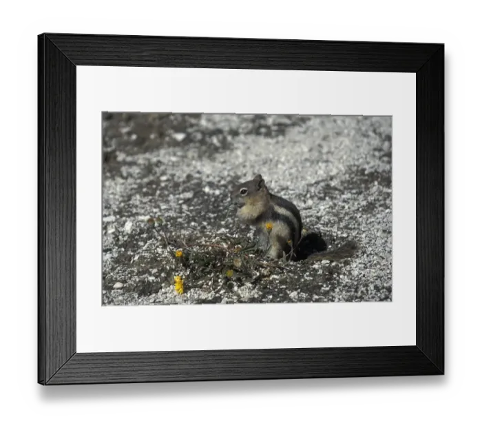 Framed Print : Golden-mantled Ground Squirrel(Spermophilis lateralis Eating flower leaf  /  Yellowstone, USA)