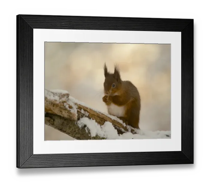 Framed Print : Eurasian Red Squirrel (Sciurus vulgaris) adult, feeding, sitting on snow covered branch, Dumfries and Galloway