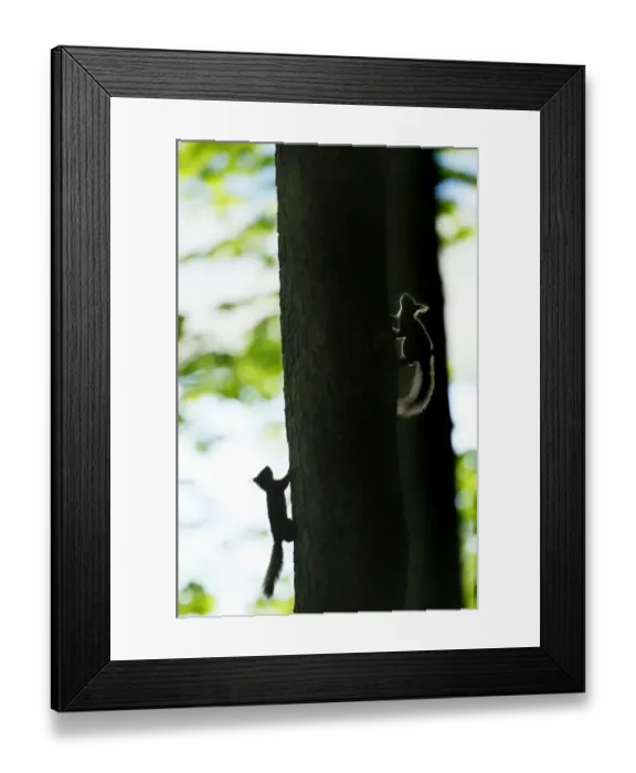 Framed Print : Eurasian Red Squirrel (Sciurus vulgaris) two adults, silhouetted whilst climbing tree trunk, Kielder Forest Framed Print : Eurasian Red Squirrel (Sciurus vulgaris) two adults, silhouetted whilst climbing tree trunk, Kielder Forest