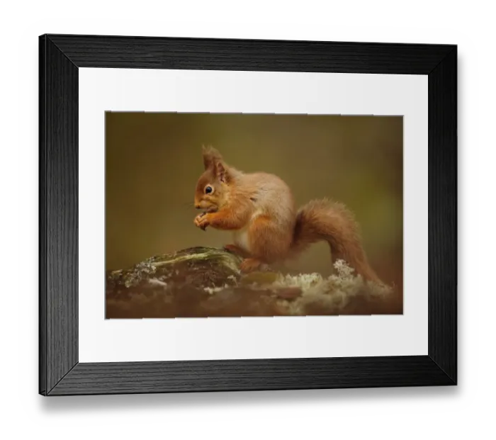 Framed Print : Eurasian Red Squirrel (Sciurus vulgaris) adult, feeding, sitting on fallen branch, Caledonian Forest, Cairngorms N. P