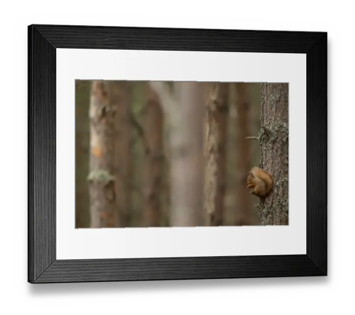 Framed Print : Eurasian Red Squirrel (Sciurus vulgaris) adult, feeding, sitting on trunk in coniferous forest, Scotland, January Framed Print : Eurasian Red Squirrel (Sciurus vulgaris) adult, feeding, sitting on trunk in coniferous forest, Scotland, January