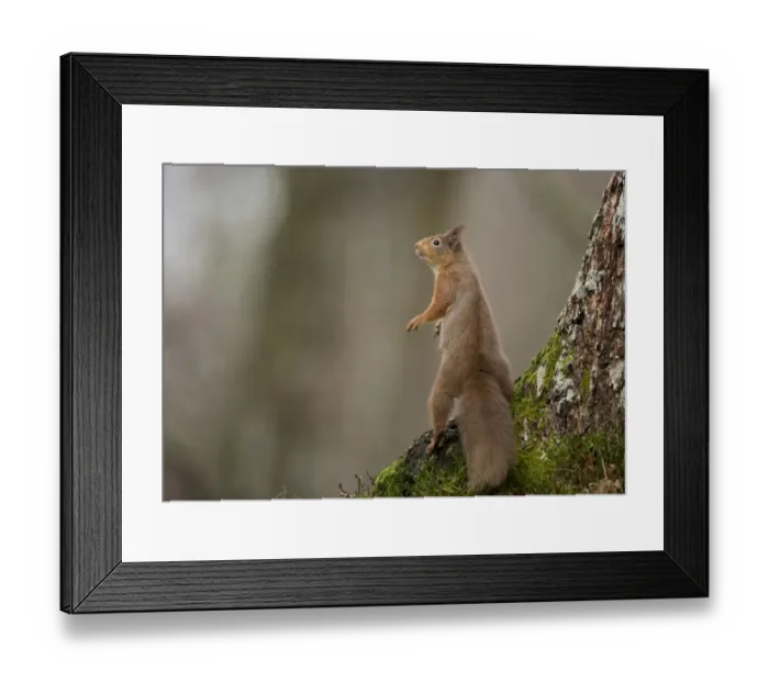 Framed Print : Eurasian Red Squirrel (Sciurus vulgaris) adult, standing on back legs at base of tree, Scotland, January Framed Print : Eurasian Red Squirrel (Sciurus vulgaris) adult, standing on back legs at base of tree, Scotland, January