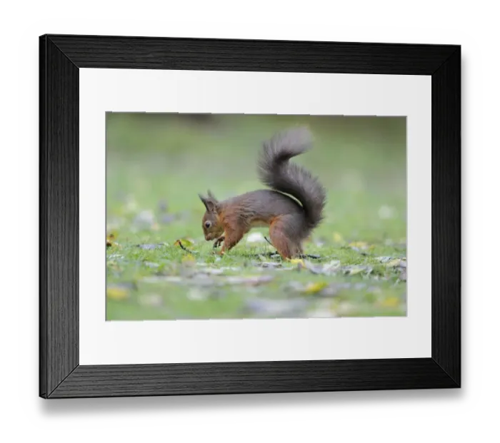 Framed Print : Eurasian Red Squirrel (Sciurus vulgaris) adult, burying hazelnut in garden lawn, Newlands Valley, near Keswick Framed Print : Eurasian Red Squirrel (Sciurus vulgaris) adult, burying hazelnut in garden lawn, Newlands Valley, near Keswick