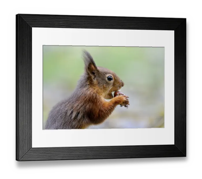Framed Print : Eurasian Red Squirrel (Sciurus vulgaris) adult, close-up of head, feeding on hazelnut, on garden lawn, Newlands Valley