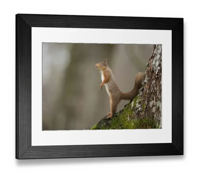 Framed Print : Eurasian Red Squirrel (Sciurus vulgaris) adult, standing on back legs at base of tree, Scotland, January Framed Print : Eurasian Red Squirrel (Sciurus vulgaris) adult, standing on back legs at base of tree, Scotland, January