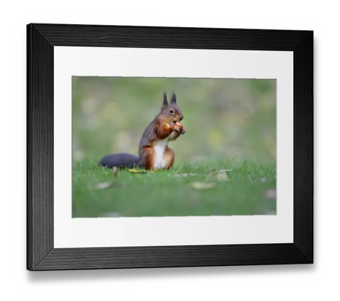 Framed Print : Eurasian Red Squirrel (Sciurus vulgaris) adult, feeding on hazelnut, sitting on garden lawn, Newlands Valley Framed Print : Eurasian Red Squirrel (Sciurus vulgaris) adult, feeding on hazelnut, sitting on garden lawn, Newlands Valley