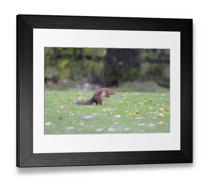 Framed Print : Eurasian Red Squirrel (Sciurus vulgaris) adult, shaking water from fur, standing on garden lawn during heavy rainfall