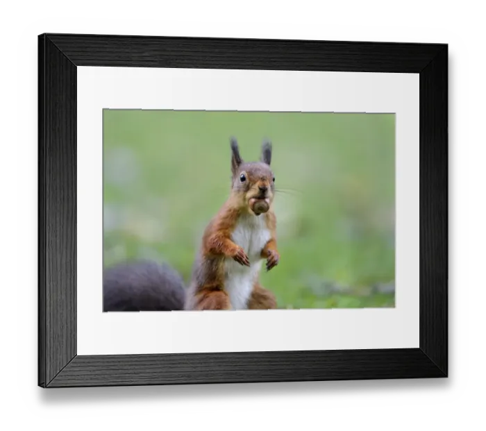Framed Print : Eurasian Red Squirrel (Sciurus vulgaris) adult, with hazelnut in mouth, standing on garden lawn, Newlands Valley Framed Print : Eurasian Red Squirrel (Sciurus vulgaris) adult, with hazelnut in mouth, standing on garden lawn, Newlands Valley
