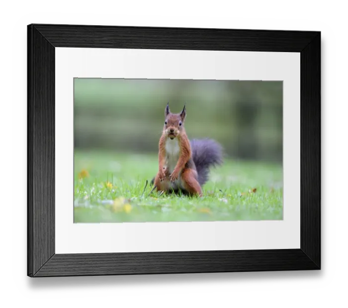 Framed Print : Eurasian Red Squirrel (Sciurus vulgaris) adult, with hazelnut in mouth, standing on garden lawn during rainfall