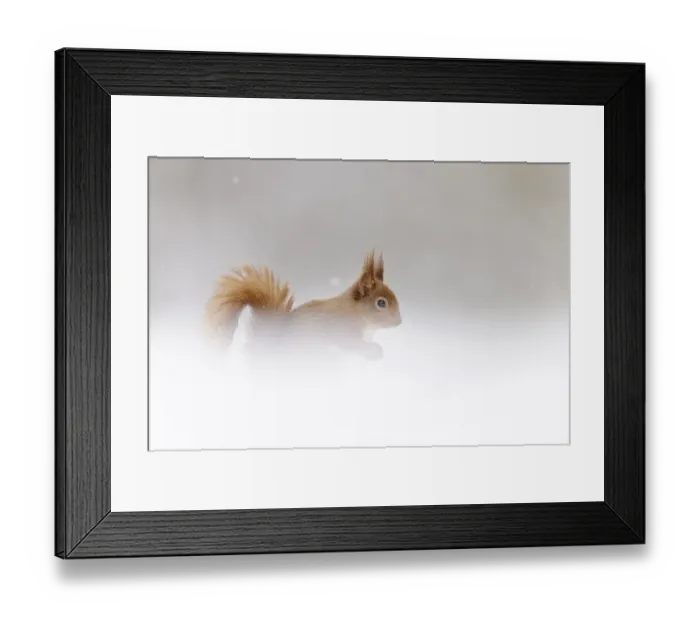 Framed Print : Eurasian Red Squirrel (Sciurus vulgaris) adult, sitting amongst snow in coniferous forest, Cairngorms N. P