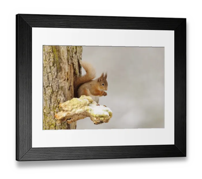 Framed Print : Eurasian Red Squirrel (Sciurus vulgaris) adult, feeding on hazelnut, sitting on snow covered bracket fungus on Scots Framed Print : Eurasian Red Squirrel (Sciurus vulgaris) adult, feeding on hazelnut, sitting on snow covered bracket fungus on Scots