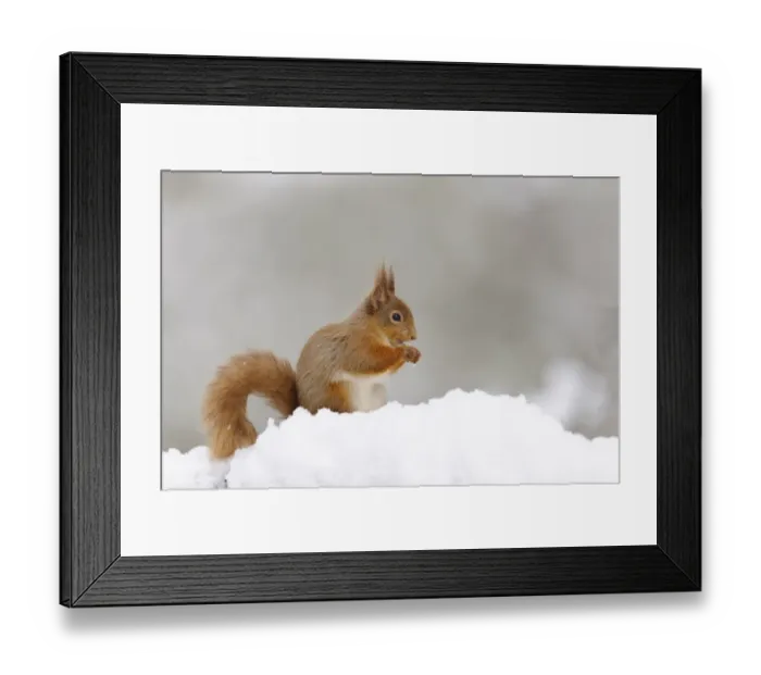 Framed Print : Eurasian Red Squirrel (Sciurus vulgaris) adult, feeding on hazelnut, sitting on snow in coniferous forest Framed Print : Eurasian Red Squirrel (Sciurus vulgaris) adult, feeding on hazelnut, sitting on snow in coniferous forest