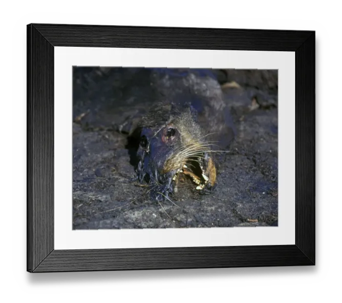 Framed Print : Galapagos Sea Lion (Zalophus californianus wollebacki) A casualty of El Nino 98 Fernandina