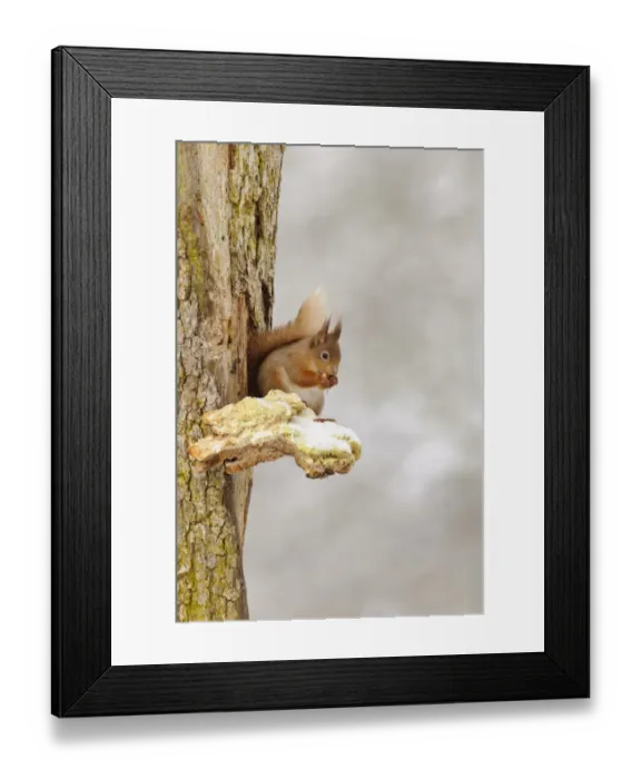 Framed Print : Eurasian Red Squirrel (Sciurus vulgaris) adult, feeding on hazelnut, sitting on snow covered bracket fungus on Scots