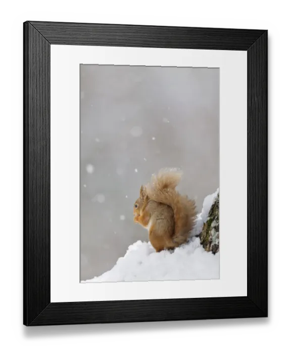 Framed Print : Eurasian Red Squirrel (Sciurus vulgaris) adult, feeding on hazelnut, sitting on snow during snowfall in coniferous Framed Print : Eurasian Red Squirrel (Sciurus vulgaris) adult, feeding on hazelnut, sitting on snow during snowfall in coniferous