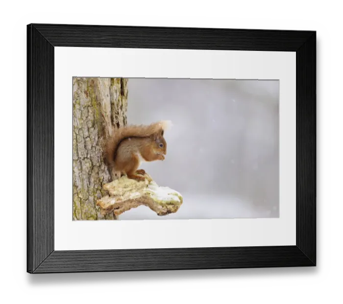 Framed Print : Eurasian Red Squirrel (Sciurus vulgaris) adult, feeding on hazelnut, sitting on snow covered bracket fungus on Scots Framed Print : Eurasian Red Squirrel (Sciurus vulgaris) adult, feeding on hazelnut, sitting on snow covered bracket fungus on Scots