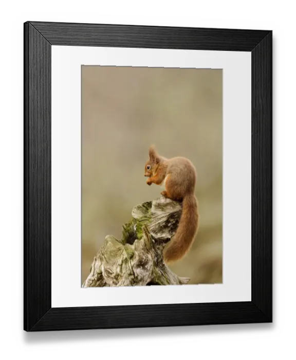Framed Print : Eurasian Red Squirrel (Sciurus vulgaris) adult, feeding on hazelnut, sitting on stump in coniferous forest Framed Print : Eurasian Red Squirrel (Sciurus vulgaris) adult, feeding on hazelnut, sitting on stump in coniferous forest
