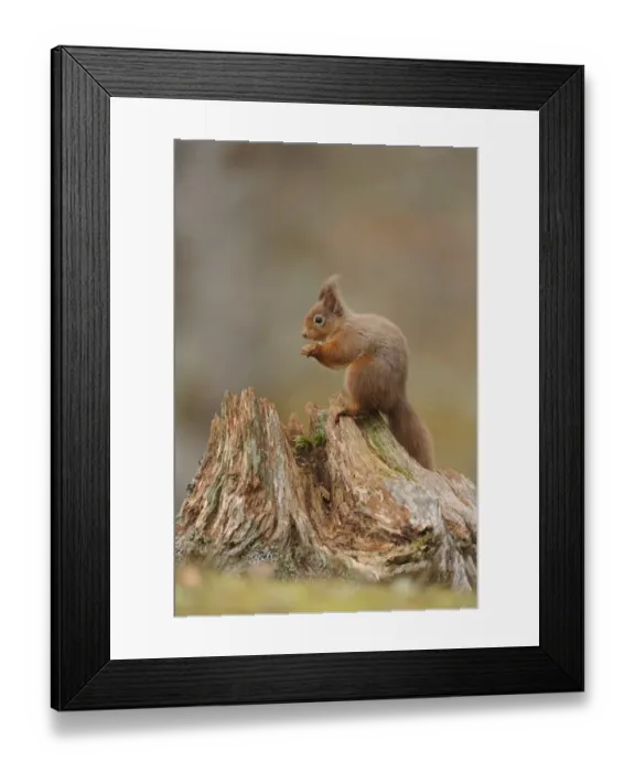 Framed Print : Eurasian Red Squirrel (Sciurus vulgaris) adult, feeding on hazelnut, sitting on stump in coniferous forest Framed Print : Eurasian Red Squirrel (Sciurus vulgaris) adult, feeding on hazelnut, sitting on stump in coniferous forest
