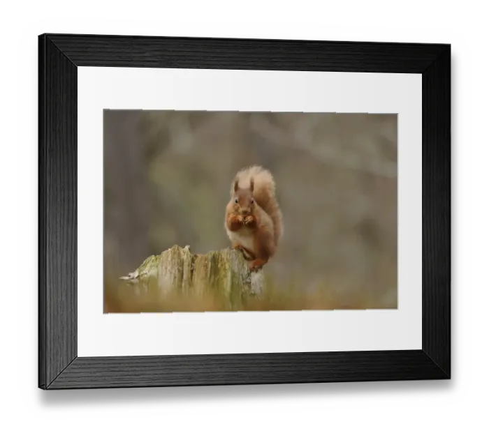 Framed Print : Eurasian Red Squirrel (Sciurus vulgaris) adult, feeding on hazelnut, sitting on stump in coniferous forest Framed Print : Eurasian Red Squirrel (Sciurus vulgaris) adult, feeding on hazelnut, sitting on stump in coniferous forest