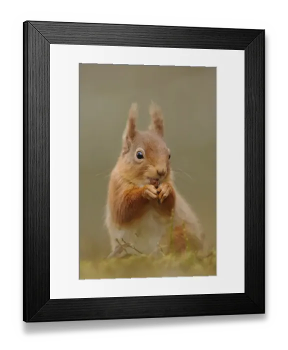 Framed Print : Eurasian Red Squirrel (Sciurus vulgaris) adult, feeding on hazelnut, sitting amongst heather in coniferous forest