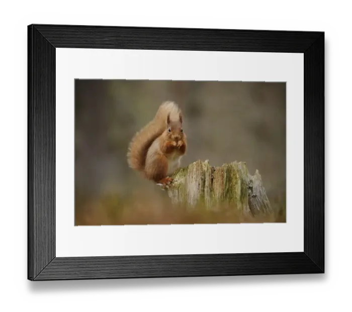 Framed Print : Eurasian Red Squirrel (Sciurus vulgaris) adult, feeding on hazelnut, sitting on stump in coniferous forest Framed Print : Eurasian Red Squirrel (Sciurus vulgaris) adult, feeding on hazelnut, sitting on stump in coniferous forest