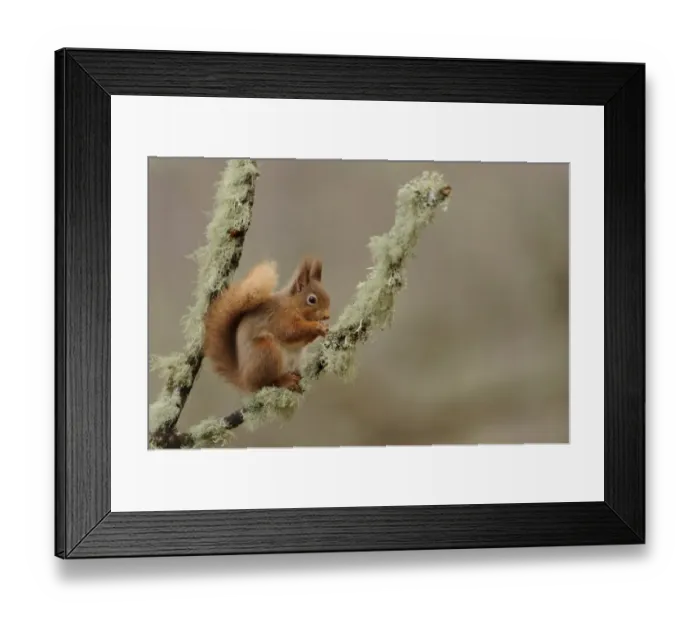 Framed Print : Eurasian Red Squirrel (Sciurus vulgaris) adult, feeding on hazelnut, sitting on lichen covered branch in coniferous