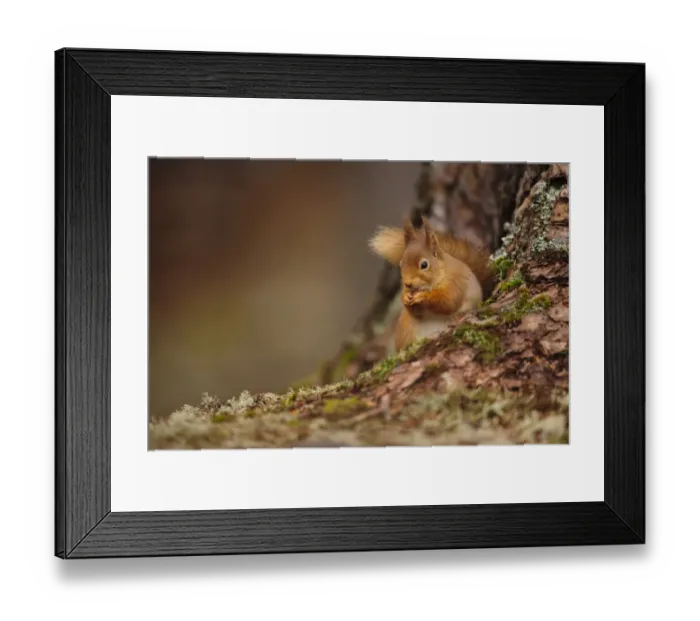 Framed Print : Eurasian Red Squirrel (Sciurus vulgaris) adult, feeding on hazelnut, sitting at base of Scots Pine (Pinus sylvestris) Framed Print : Eurasian Red Squirrel (Sciurus vulgaris) adult, feeding on hazelnut, sitting at base of Scots Pine (Pinus sylvestris)
