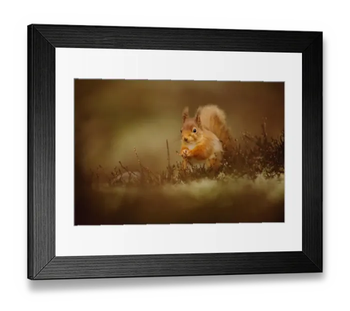 Framed Print : Eurasian Red Squirrel (Sciurus vulgaris) adult, sitting amongst heather in coniferous forest, Cairngorms N. P