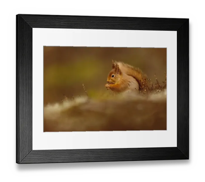 Framed Print : Eurasian Red Squirrel (Sciurus vulgaris) adult, feeding on hazelnut, sitting amongst heather in coniferous forest Framed Print : Eurasian Red Squirrel (Sciurus vulgaris) adult, feeding on hazelnut, sitting amongst heather in coniferous forest