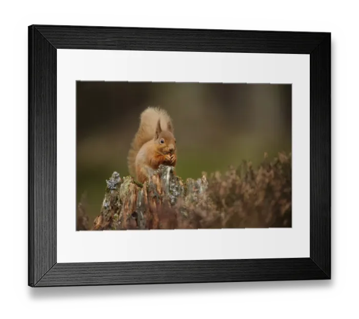 Framed Print : Eurasian Red Squirrel (Sciurus vulgaris) adult, feeding on hazelnut, sitting on stump amongst heather in coniferous Framed Print : Eurasian Red Squirrel (Sciurus vulgaris) adult, feeding on hazelnut, sitting on stump amongst heather in coniferous