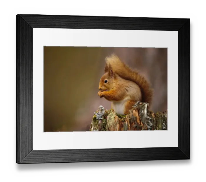 Framed Print : Eurasian Red Squirrel (Sciurus vulgaris) adult, feeding on hazelnut, sitting on stump in coniferous forest Framed Print : Eurasian Red Squirrel (Sciurus vulgaris) adult, feeding on hazelnut, sitting on stump in coniferous forest
