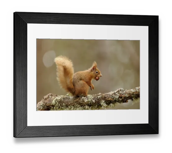 Framed Print : Eurasian Red Squirrel (Sciurus vulgaris) adult, with hazelnut in mouth, sitting on lichen covered branch in coniferous Framed Print : Eurasian Red Squirrel (Sciurus vulgaris) adult, with hazelnut in mouth, sitting on lichen covered branch in coniferous