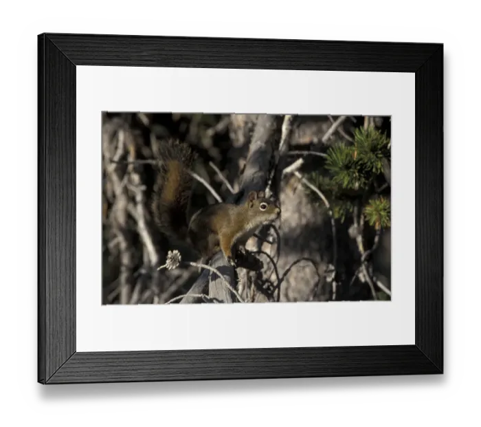 Framed Print : RedSquirrel (Tamiasciurus hudsonicus) sometimes called Chickaree - Yellowstone, USA Framed Print : RedSquirrel (Tamiasciurus hudsonicus) sometimes called Chickaree - Yellowstone, USA