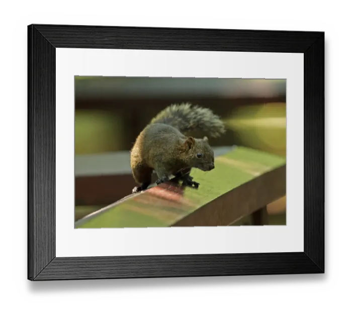 Framed Print : Pallass Squirrel (Callosciurus erythraeus) adult, standing on wooden railing, Taipei, Taiwan, April Framed Print : Pallass Squirrel (Callosciurus erythraeus) adult, standing on wooden railing, Taipei, Taiwan, April