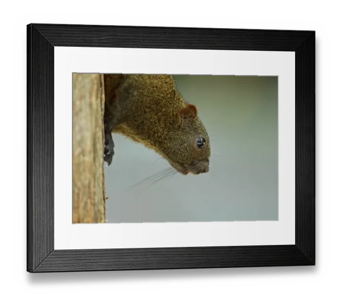 Framed Print : Pallass Squirrel (Callosciurus erythraeus) adult, close-up of head, descending tree trunk, Taipei, Taiwan, April Framed Print : Pallass Squirrel (Callosciurus erythraeus) adult, close-up of head, descending tree trunk, Taipei, Taiwan, April