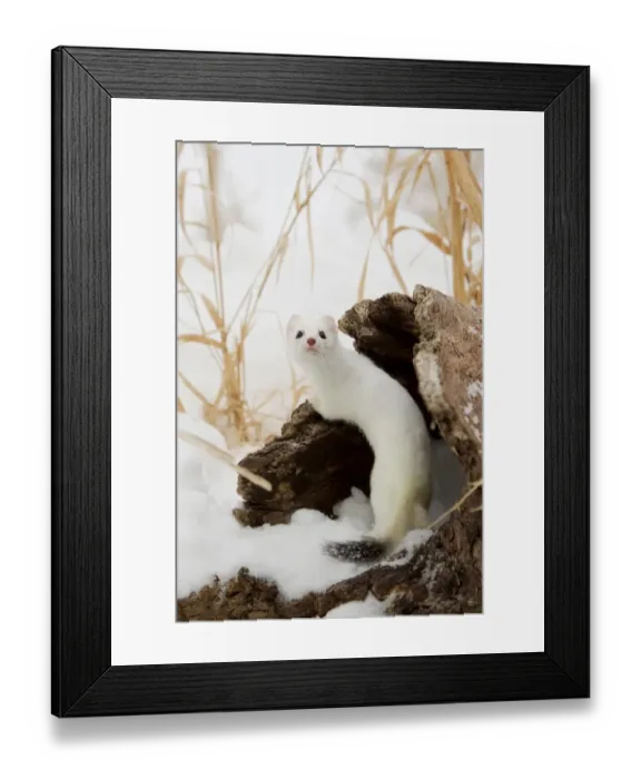 Framed Print : Stoat (Mustela erminea) adult, in ermine white winter coat, climbing over log in snow, Minnesota, U. S. A
