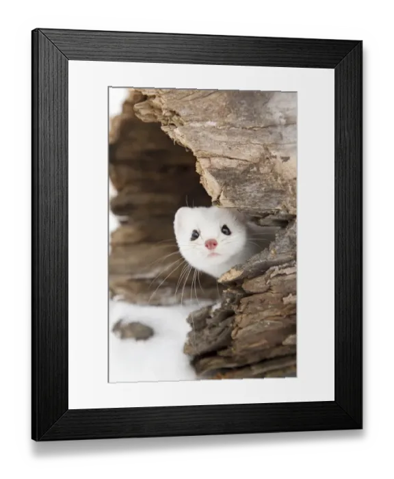 Framed Print : Stoat (Mustela erminea) adult, in ermine white winter coat, peering out from hollow log in snow, Minnesota, U. S. A Framed Print : Stoat (Mustela erminea) adult, in ermine white winter coat, peering out from hollow log in snow, Minnesota, U. S. A