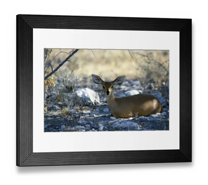 Framed Print : Steenbok (Raphicerus campestris) Namibia Framed Print : Steenbok (Raphicerus campestris) Namibia