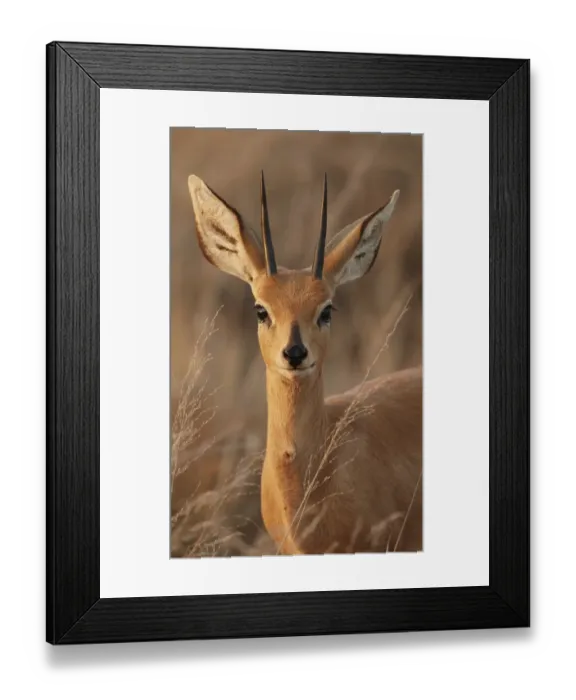 Framed Print : Steenbok (Raphicerus campestris) adult male, close-up of head and neck, in evening sunlight, Kalahari, South Africa Framed Print : Steenbok (Raphicerus campestris) adult male, close-up of head and neck, in evening sunlight, Kalahari, South Africa