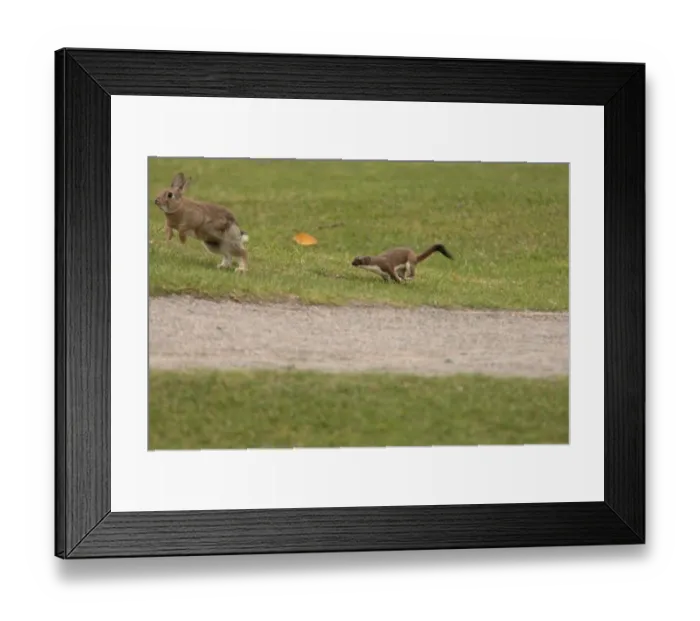 Framed Print : Stoat (Mustela erminea) adult, chasing European Rabbit (Oryctolagus cuniculus) prey, Riverside Country Park, Kent Framed Print : Stoat (Mustela erminea) adult, chasing European Rabbit (Oryctolagus cuniculus) prey, Riverside Country Park, Kent
