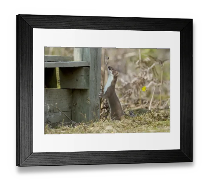 Framed Print : Stoat (Mustela erminea) adult, standing on hind legs against post, Minsmere RSPB Reserve, Suffolk, England, July Framed Print : Stoat (Mustela erminea) adult, standing on hind legs against post, Minsmere RSPB Reserve, Suffolk, England, July