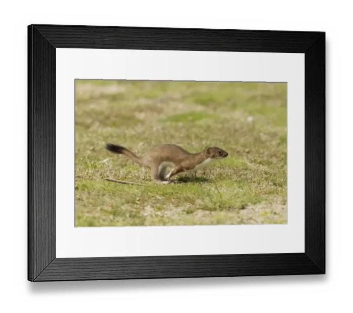 Framed Print : Stoat (Mustela erminea) adult, running, Minsmere RSPB Reserve, Suffolk, England, July Framed Print : Stoat (Mustela erminea) adult, running, Minsmere RSPB Reserve, Suffolk, England, July