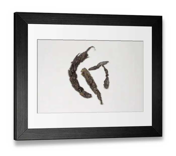 Framed Print : Stoat (Mustela erminea) droppings Framed Print : Stoat (Mustela erminea) droppings