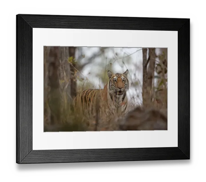 Framed Print : Indian Tiger (Panthera tigris tigris) adult, standing in forest, Kanha N. P. Madhya Pradesh, India, March Framed Print : Indian Tiger (Panthera tigris tigris) adult, standing in forest, Kanha N. P. Madhya Pradesh, India, March