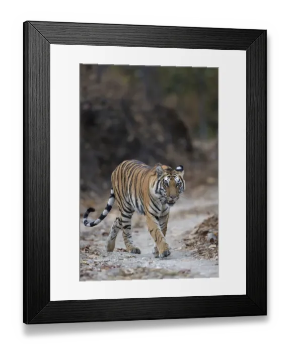 Framed Print : Indian Tiger (Panthera tigris tigris) adult, walking on forest track, Kanha N. P. Madhya Pradesh, India, March Framed Print : Indian Tiger (Panthera tigris tigris) adult, walking on forest track, Kanha N. P. Madhya Pradesh, India, March
