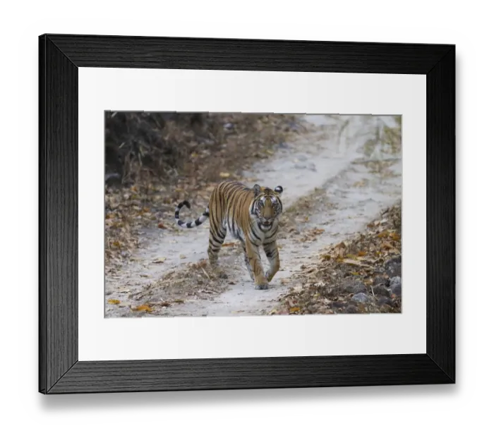 Framed Print : Indian Tiger (Panthera tigris tigris) adult, walking on forest track, Kanha N. P. Madhya Pradesh, India, March Framed Print : Indian Tiger (Panthera tigris tigris) adult, walking on forest track, Kanha N. P. Madhya Pradesh, India, March