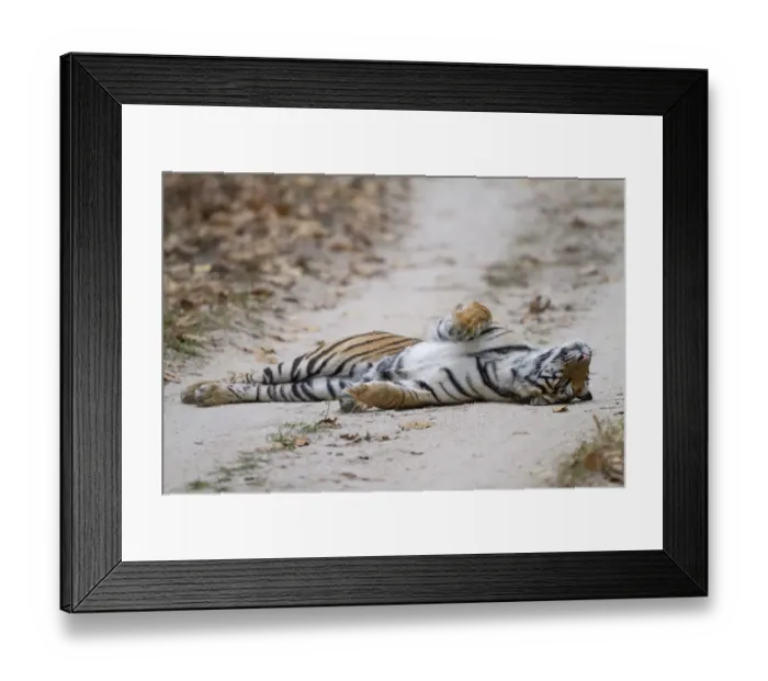 Framed Print : Indian Tiger (Panthera tigris tigris) adult, laying on forest track, Kanha N. P. Madhya Pradesh, India, March Framed Print : Indian Tiger (Panthera tigris tigris) adult, laying on forest track, Kanha N. P. Madhya Pradesh, India, March